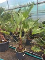 Trachycarpus wagnerianus, 80/90 hoog., Ophalen of Verzenden
