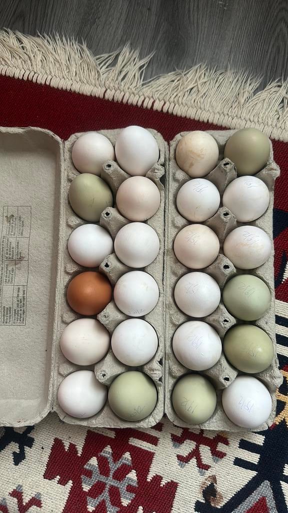 Broedeieren, Dieren en Toebehoren, Pluimvee