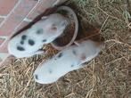 Göttinger minivarken 2 vrouwtjes, Dieren en Toebehoren