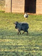 Geit bok, Dieren en Toebehoren, Schapen, Geiten en Varkens, Mannelijk, Geit