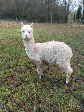 Te koop prachtige alpaca met stamboom  beschikbaar voor biedingen