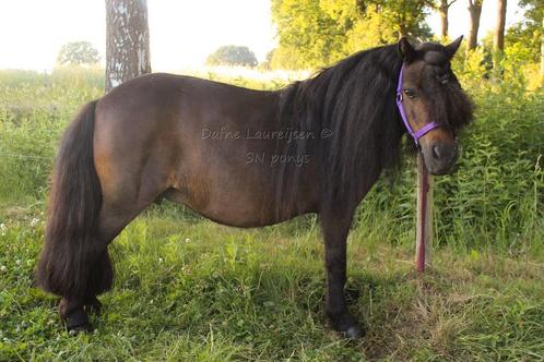 Shetland merrie dragend 2026, Dieren en Toebehoren, Paarden en Pony's | Dekhengsten en Fokmerries, Merrie