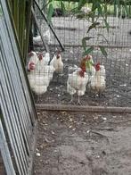broedeieren poule de bresse, Animaux & Accessoires, Volatiles