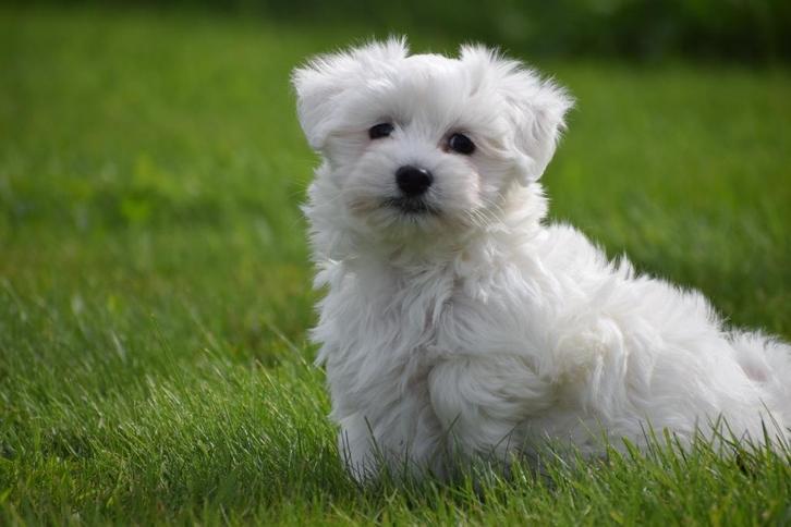 Maltezer pups uit nest te  kiezen 💖💖💖, Dieren en Toebehoren, Honden | Chihuahua's en Gezelschapshonden, Meerdere dieren, Maltezer