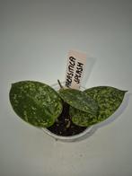 Hoya Parasitica Splash, Huis en Inrichting, Ophalen of Verzenden