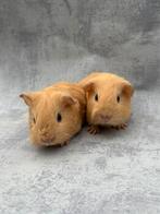 Cavia crème mannentjes, Dieren en Toebehoren, Knaagdieren, Cavia, Mannelijk, Januari, Tam
