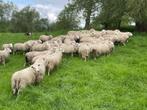 Grand choix de moutons, Mannelijk, Schaap, 0 tot 2 jaar