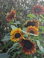25 zaden hoge zonnebloem - AVONDROOD, Tuin en Terras, Ophalen of Verzenden, Voorjaar, Volle zon, Zaad