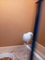 Te koop mooie witte mannetje van 2023 met ring mooi fluiter, Dieren en Toebehoren, Vogels | Kanaries, Mannelijk, Kleurkanarie