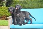 Beaux chiots croisés, Plusieurs, Parvovirose, Belgique, Plusieurs animaux