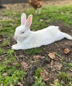 DWERGKONIJNTJE, Dieren en Toebehoren, Konijnen, Mannelijk, Dwerg, 0 tot 2 jaar