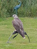 gier : sakervalk, Vrouwelijk, Roofvogel, Geringd