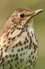 Zanglijster pop gezocht. Regio Limburg., Dieren en Toebehoren, Vogels | Overige Vogels