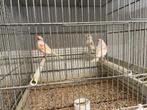 Kanaries, Dieren en Toebehoren, Meerdere dieren, Kleurkanarie