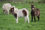 Zeer toffe grote maat shetlandpony veulens, Dieren en Toebehoren, Gechipt, Niet van toepassing, 0 tot 2 jaar, Hengst