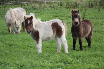 Zeer toffe grote maat shetlandpony veulens beschikbaar voor biedingen
