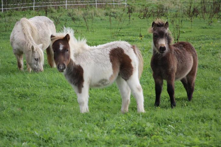 Zeer toffe grote maat shetlandpony veulens, Dieren en Toebehoren, Pony's, Hengst, Niet van toepassing, A pony (tot 1.17m), Recreatiepony