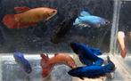 Betta vrouwen mix, Poisson, Poisson d'eau douce