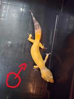 Diversen luipaardgekko's zowel mannen als vrouwen, Dieren en Toebehoren, Reptielen en Amfibieën