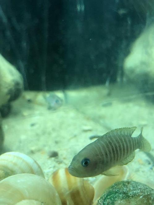 Multi's - verschillende kolonies!!!, Dieren en Toebehoren, Vissen | Aquariumvissen, Zoetwatervis, Vis