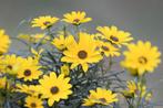 Helianthus angustifolia (zonnebloem), Tuin en Terras, Volle zon, Vaste plant, Zomer, Ophalen