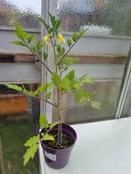 Tomaten plant Sweetie, Ophalen of Verzenden