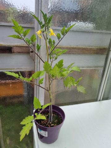 Tomaten plant Sweetie