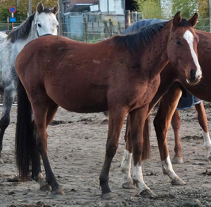 2,5 jarige Ermitage hengst, Dieren en Toebehoren, Paarden, Hengst