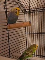 cage avec perruches, Animaux & Accessoires, Enlèvement