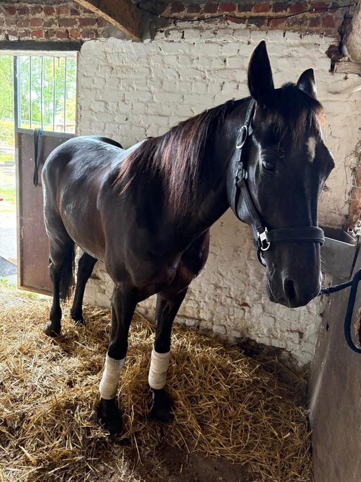Recreatie heel brave zwarte parel, Dieren en Toebehoren, Paarden, Ruin, Zadelmak, Minder dan 160 cm, 11 jaar of ouder, Recreatiepaard