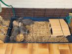 angora konijnen,2 volwassene 2 kleintjes, Animaux & Accessoires, Rongeurs & Lapins | Cages & Clapiers, Comme neuf, Cage, Enlèvement ou Envoi