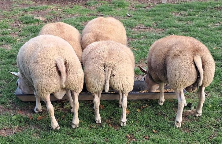 Jonge texelrammen te koop, Dieren en Toebehoren, Overige Dieren, Mannelijk, Maart