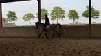 Silver Star te koop, Gechipt, B, Ruin, 7 tot 10 jaar