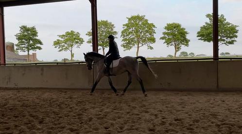 Silver Star te koop, Dieren en Toebehoren, Paarden, Ruin, B, 160 tot 165 cm, 7 tot 10 jaar, Recreatiepaard, Gechipt, Ontwormd