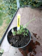 aardbeimunt, Vaste plant, Ophalen of Verzenden, Halfschaduw, Kruiden