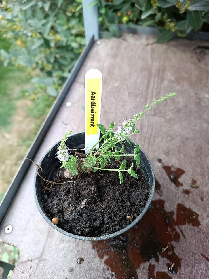 aardbeimunt, Tuin en Terras, Planten | Tuinplanten, Vaste plant, Kruiden, Halfschaduw, Zomer, Ophalen of Verzenden