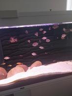 Sajicacicliden, Dieren en Toebehoren, Vissen | Aquariumvissen