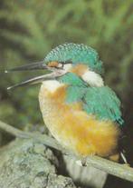 IJSVOGEL, Verzamelen, Postkaarten | Dieren, Verzenden, Ongelopen, Vogel