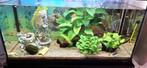 Aquarium, Dieren en Toebehoren, Vissen | Aquaria en Toebehoren, Ophalen, Zo goed als nieuw, Gevuld zoetwateraquarium