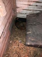 Blauwe bosfazant haan, Dieren en Toebehoren, Ophalen, Zo goed als nieuw