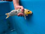 Koi, Dieren en Toebehoren, Vissen | Vijvervissen