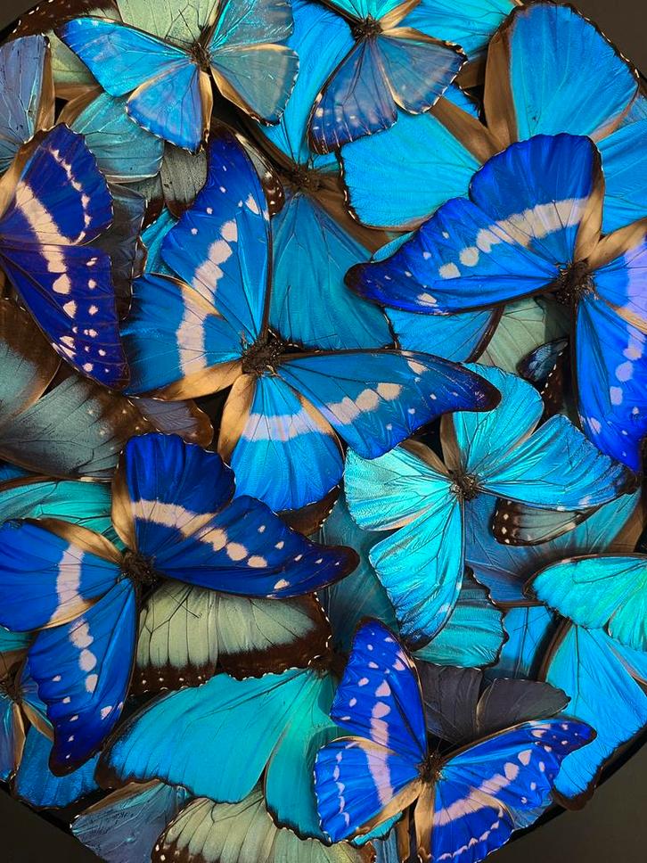 Papillons cadeau decoration, Antiek en Kunst, Curiosa en Brocante, Ophalen of Verzenden