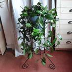 Grote zeer mooie klimplant hangplant Wasbloem Hoya Carnosa, Ophalen of Verzenden, In pot