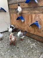 3 koppels voor 40 €, Dieren en Toebehoren, Vogels | Duiven