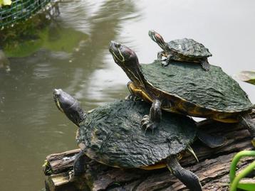 waterschildpad gezocht beschikbaar voor biedingen