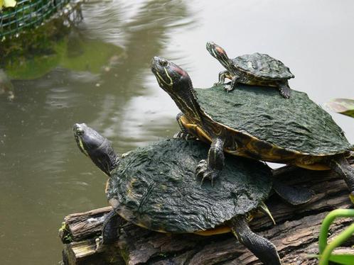 waterschildpad gezocht, Dieren en Toebehoren, Reptielen en Amfibieën, Schildpad