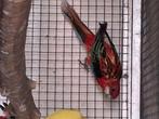 Rosella opaline rood, Meerdere dieren, Parkiet, Geringd