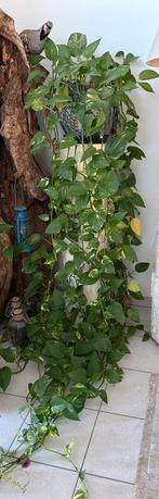 Epipremnum aureum, Tuin en Terras, Planten | Struiken en Hagen, Ophalen