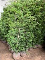 Cup leylandii, Tuin en Terras, Ophalen of Verzenden