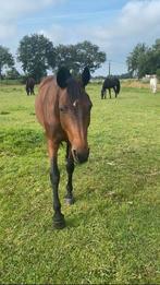 Leermeester te koop, Dieren en Toebehoren, Paarden, Merrie